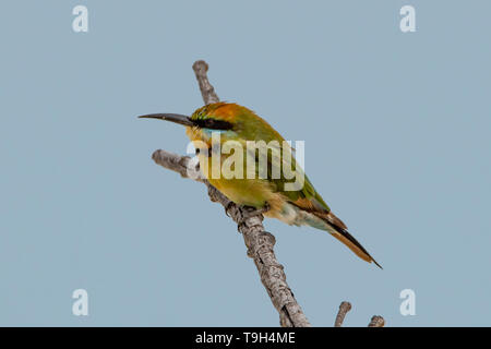 Rainbow gruccione, Merops ornatus su Lizard Island, Queensland Foto Stock