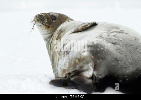 Un appoggio di tenuta di weddell, Antartide. Foto Stock