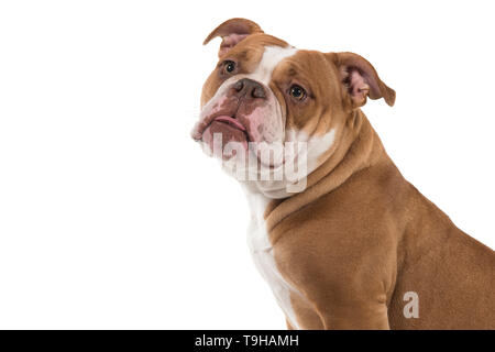 Ritratto di un vecchio Bulldog inglese guardando lontano visto dal lato isolato su uno sfondo bianco Foto Stock