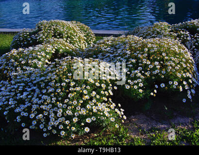 Daisy bush vicino parco artificiale di acqua di lago. Alsos Filadelfeias, Atene Grecia. Foto Stock