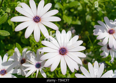 Bianche margherite africane (Osteospermum) blossom Foto Stock