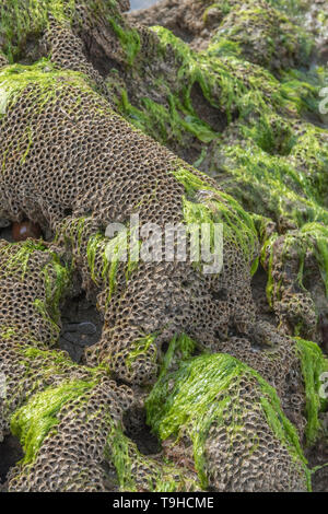 Insolito guardando a tubo di case del favo worm / Sabellaria alveolata che cresce sulla roccia rocce costiere nella gamma di marea. Foto Stock