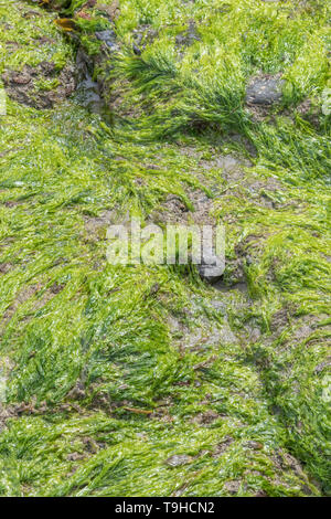 Insolito guardando a tubo di case del favo worm / Sabellaria alveolata che cresce sulla roccia rocce costiere nella gamma di marea. Foto Stock