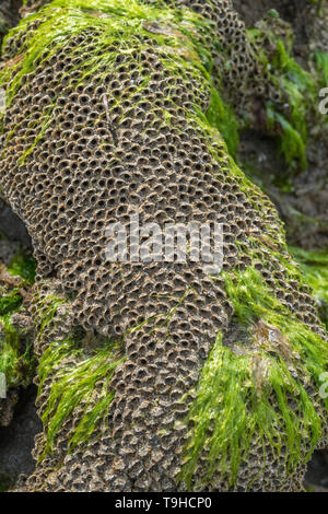 Insolito guardando a tubo di case del favo worm / Sabellaria alveolata che cresce sulla roccia rocce costiere nella gamma di marea. Foto Stock