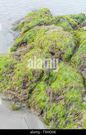 Insolito guardando a tubo di case del favo worm / Sabellaria alveolata che cresce sulla roccia rocce costiere nella gamma di marea. Foto Stock