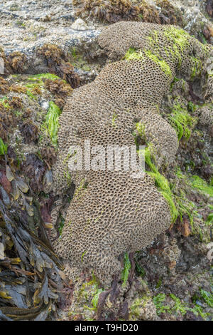 Insolito guardando a tubo di case del favo worm / Sabellaria alveolata che cresce sulla roccia rocce costiere nella gamma di marea. Foto Stock