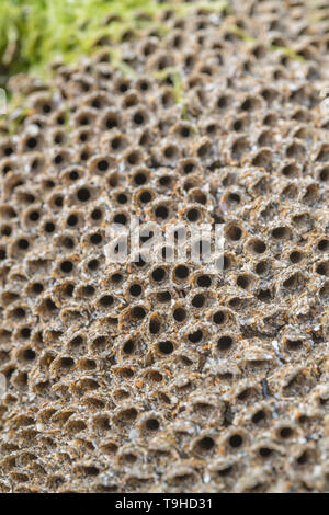 Insolito guardando a tubo di case del favo worm / Sabellaria alveolata che cresce sulla roccia rocce costiere nella gamma di marea. Foto Stock