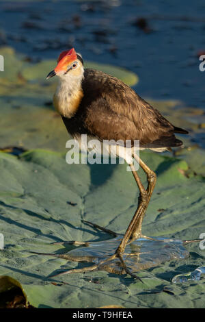 Pettine-crested Jacana, Irediparra gallinacea in acque gialle, Kakadu NP, NT Foto Stock