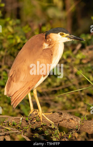 Nankeen Nitticora, Nycticorax caledonicus in acque gialle, Kakadu NP, NT Foto Stock