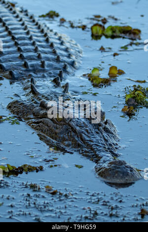 Coccodrillo di acqua salata, Crocodylus porosus in acque gialle, Kakadu NP, NT Foto Stock