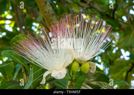 Terminalia catappa, mandorla spiaggia a Cairns, Queensland Foto Stock