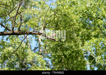 I tordi si siede su un ramo di albero su una luminosa giornata di sole Foto Stock