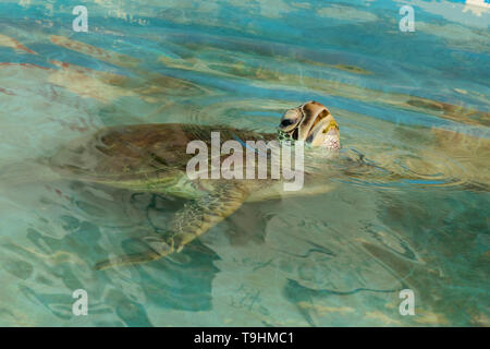 Tartaruga Verde, Chelonia Mydas a Cairns Turtle Centro di riabilitazione, Queensland Foto Stock