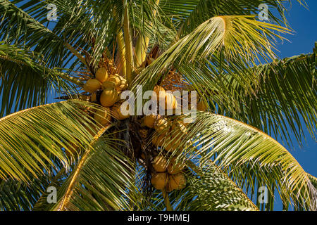 Il Cocos nucifera, palma da cocco sulla Dunk Island Foto Stock