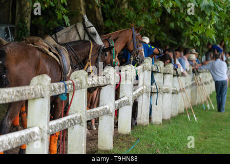 Cavalli polo in attesa per il gioco Foto Stock