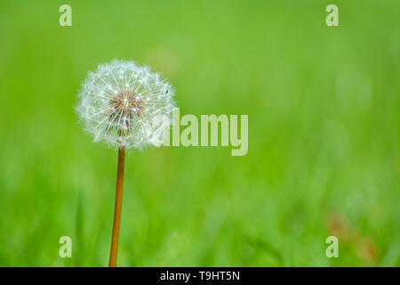 Tarassaco (Taraxacum officinale) Sementi di testa, in un giardino ,close up shot che mostra il dettaglio, full frame, spazio per la copia Foto Stock
