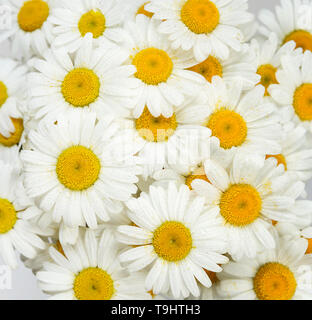 Sfondo naturale costituito da molti fiori di camomilla, coperto con gocce d'acqua, primo piano Foto Stock