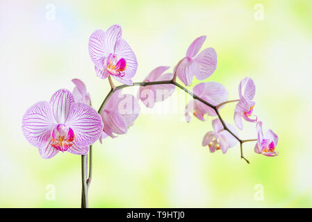 Il ramo a strisce bianche e rosa orchidee phalaenopsis fiore close-up su un naturale giallo-sfondo verde Foto Stock