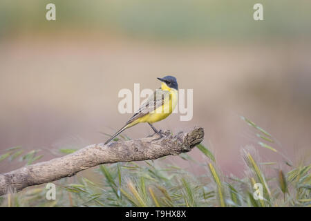 Dark-headed Wagtail o a testa grigia Wagtail (Motacilla flava thunbergi), Adulto appollaiato sul ramo, Lleida steppe, Catalogna, Spagna Foto Stock