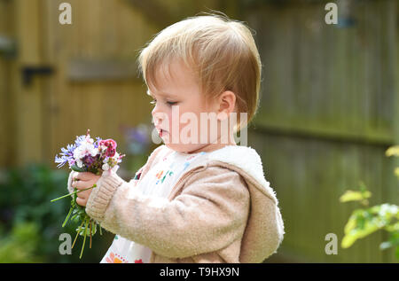 Giovane ragazza bimbo di due anni e mezzo di età posie prelievo di fiori da giardino Foto Stock