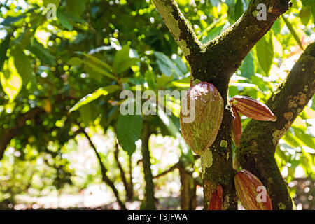 Il cacao Cialde sulla struttura ad albero sulla giornata di sole close-up Foto Stock