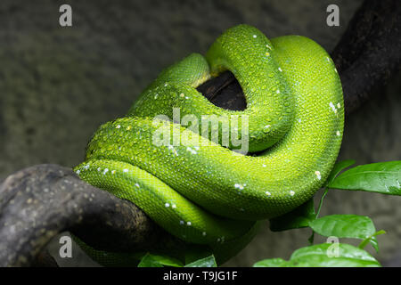 Green Tree python (Morelia viridis) con goccioline di acqua avvolto a spirale su un ramo, regioni: Nuova Guinea, Indonesia, Cape York Peninsula in Austra settentrionale Foto Stock