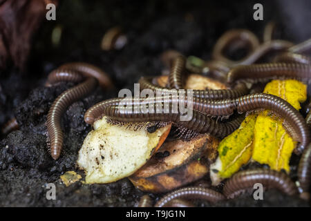 Millepiedi keniota Telodeinopus aoutii mangiando frutti, classe: Diplopoda Foto Stock