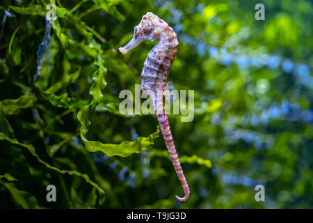 Cavalluccio marino longsnout (Hippocampus reidi) o cavallo marino slanciato, piccolo pesce marino della famiglia: Syngnathidae. Foto Stock