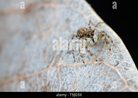 Frewena sp., un camoflaged jumping spider dall Australia con grandi occhi e palpi bianco Foto Stock