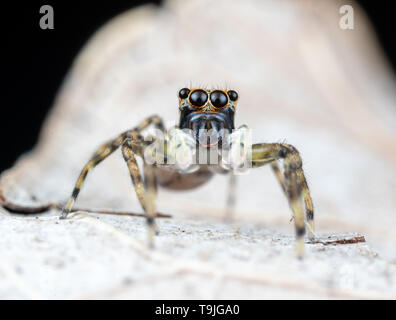 Frewena sp., un camoflaged jumping spider dall Australia con grandi occhi e palpi bianco Foto Stock