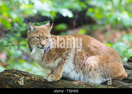 Naturale lince euroasiatica seduta nella foresta Foto Stock