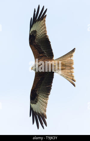 Close-up nibbio reale (Milvus milvus) gli uccelli rapaci in volo, diffondere le ali Foto Stock