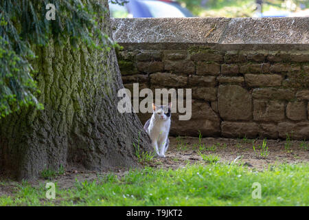 Bianco e nero gatto fuori nelle prime ore del mattino stalking uccelli in Abington Park, Northampton, Regno Unito 20 maggio 20198, . Foto Stock