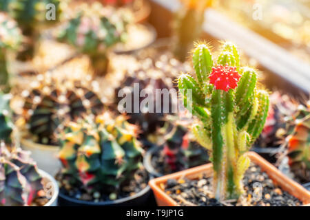 Cactus, zucchero di foglie di palma, pianta e albero in giardino Foto Stock