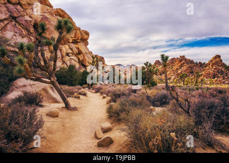 Desert Trail a Joshua Tree National Park, Foto Stock