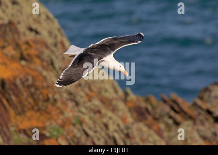 Adulto grande nero-backed Gull in volo su Skokholm Island Galles Foto Stock