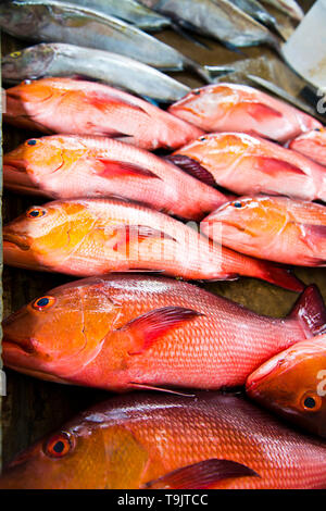 Catturati di fresco, i dentici rossi di nome Bourgeois nel mercato di Victoria - Mahé - Seychelles Foto Stock