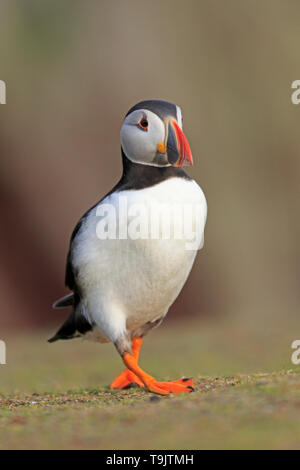 Ritratto di un Atlantic Puffin sull isola Skokholm Galles Foto Stock