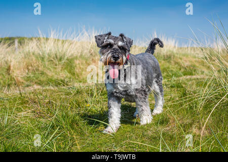 Miniatura Schnauzer cane Foto Stock