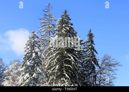 Sapins enneigés. Alta Savoia. La Francia. Foto Stock