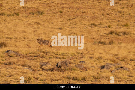 Giovane lupo etiope in Simien Mountains Foto Stock