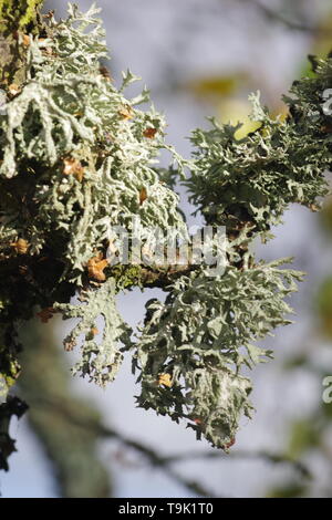 Close Up di muschio di quercia Lichen (Evernia prunastri) che cresce su un vecchio argento betulla. Sfondo naturale. Muir of Dinnet, Cairngorms, Scotland, Regno Unito. Foto Stock