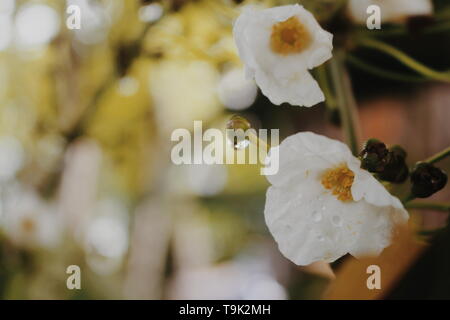 Macro fiore Foto Stock