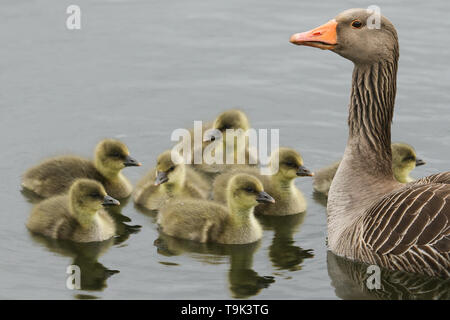 Un adulto Graylag Goose, Anser anser, nuoto sulle sponde di un lago con il suo grazioso Goslings. Foto Stock