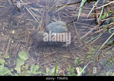 Due rane in poca acqua pond proteggendo le loro uova abbracciando loro. Foto Stock