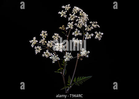 Anthriscus sylvestris Ravenswing, apiaceae. Mucca prezzemolo, fiori di colore bianco. Foto Stock
