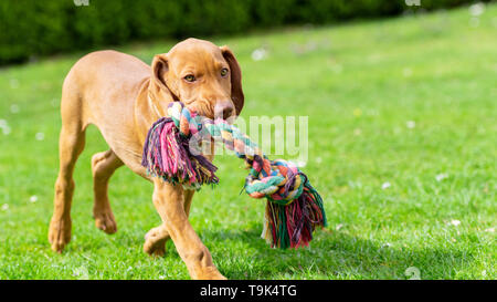 Adorabili Vizsla ungherese cucciolo in esecuzione in un giardino con colorati rimorchiatore della guerra di corda in bocca. Foto Stock