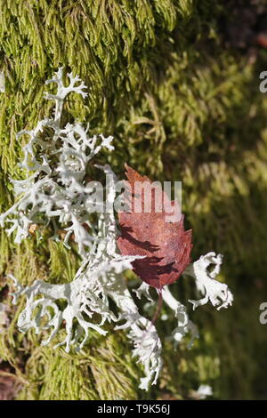 Il muschio di quercia Lichen (Evernia prunastri) che cresce su un argento vecchio tronco di betulla. Sfondo naturale. Muir of Dinnet, Cairngorms, Scotland, Regno Unito. Foto Stock