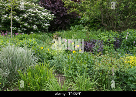 English Garden cottage a metà maggio. Un abbondanza di informali di piantagione di arbusti e piante perenni. Foto Stock