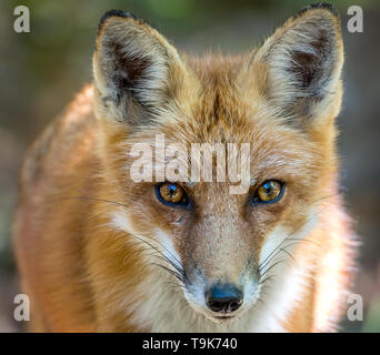 Wild Red Fox Close up ritratto frontale di faccia Foto Stock